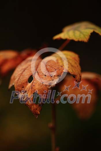 Hole in the autumn leaf