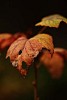 Hole in the autumn leaf