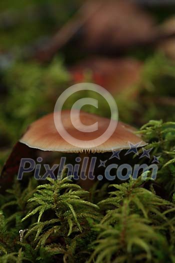 Brown mushroom in the green moss
