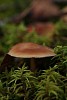 Brown mushroom in the green moss