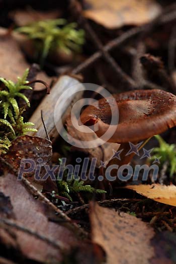Mushroom in the moss with leaves Mushroom in the moss with leaves