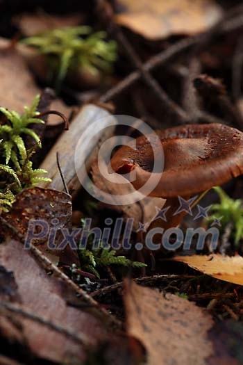 Mushroom in the moss with leaves