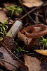 Mushroom in the moss with leaves
