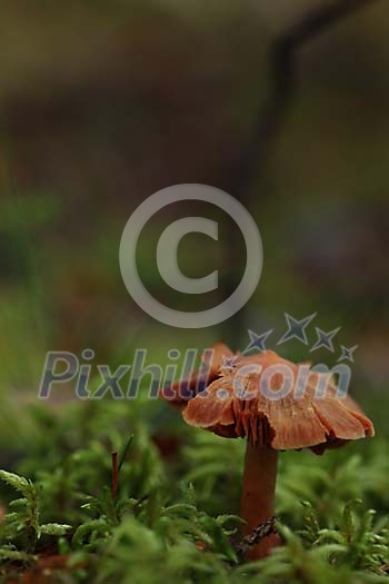 Brown mushroon in the green moss