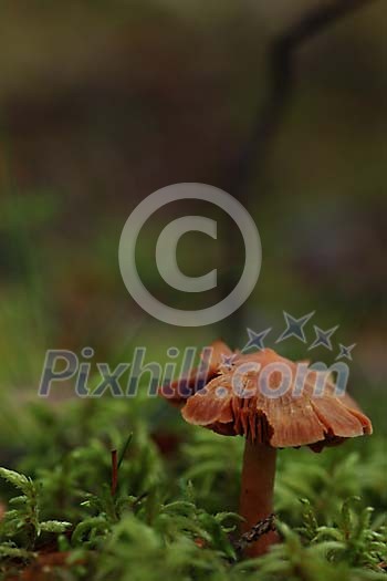 Brown mushroon in the green moss Brown mushroon in the green moss