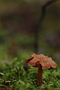Brown mushroon in the green moss