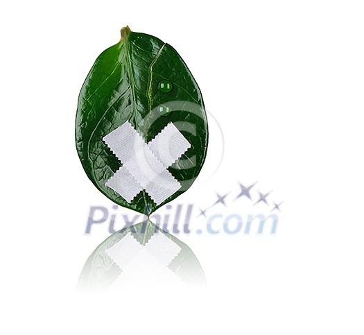 Wounded leaves of the tree - a symbol of environmental protection Wounded leaves of the tree - a symbol of environmental protection