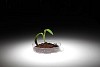 Small green plant and soil on the table