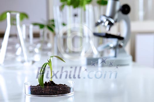 Green plants and scientific equipment in biology laborotary