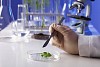 Green plants and scientific equipment in biology laborotary