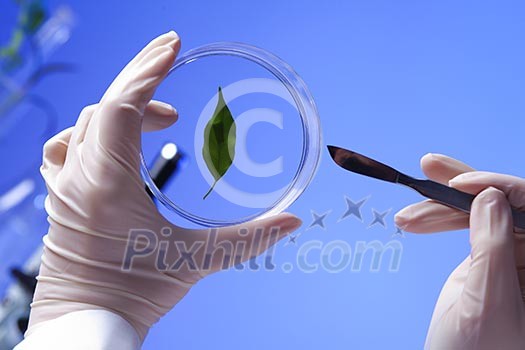 Green plants and scientific equipment in biology laborotary