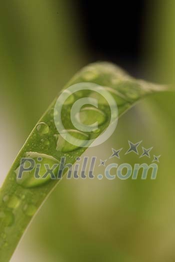 Waterdrops on a green leaf