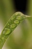 Waterdrops on a green leaf