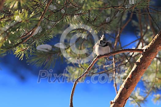 Small bird resting on the pine branch