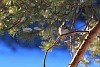 Small bird resting on the pine branch