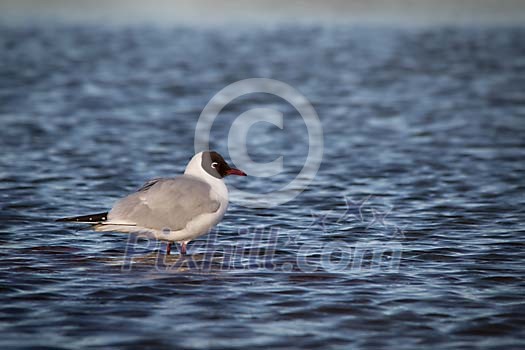 Seagull standing in the water