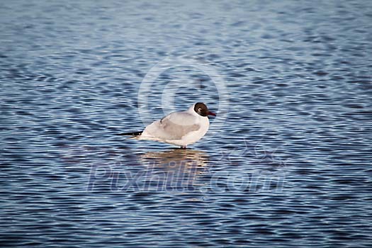 Seagull standing in the sea Seagull standing in the sea