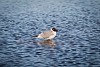 Seagull standing in the sea