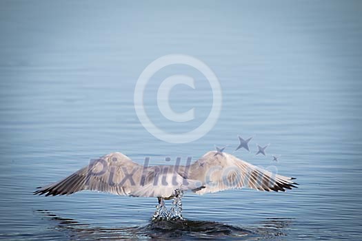Seagull landing in the water Seagull landing in the water