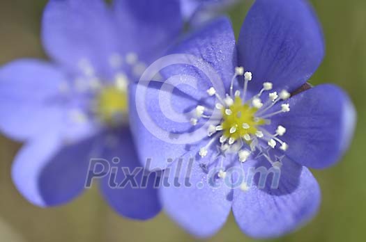 Background of hepatica nobilis Background of hepatica nobilis