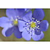 Background of hepatica nobilis
