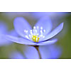 Closeup of a hepatica nobilis