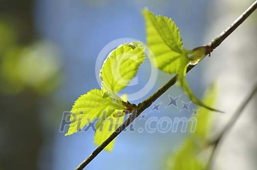 Sun shining on the birch leaves