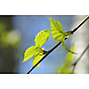 Sun shining on the birch leaves