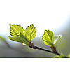 Fresh birch leaves on the branch