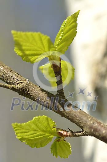 Closeup of fresh birch leaves