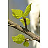 Closeup of fresh birch leaves