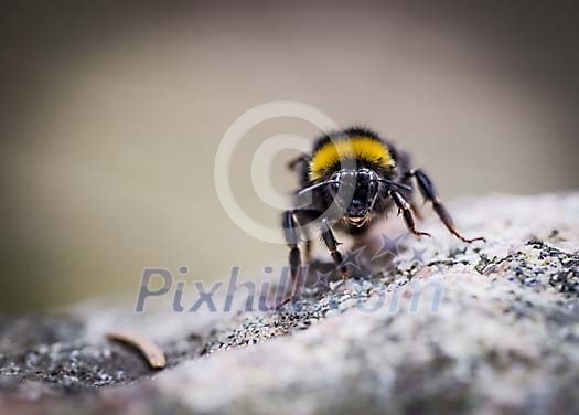 Bumblebee on the rock