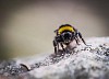 Bumblebee on the rock