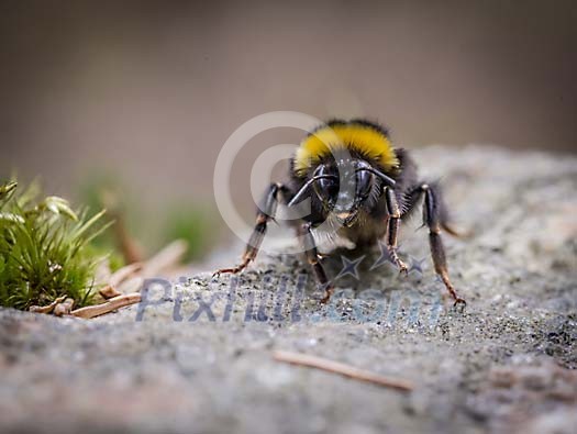 Bumblebee restong on the stone