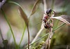 Two ants climbing on the straw