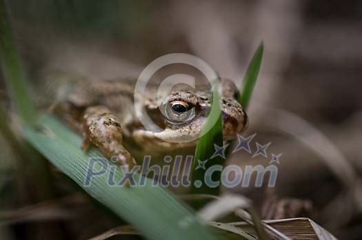 Frog with stalks of grass