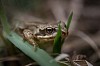 Frog with stalks of grass