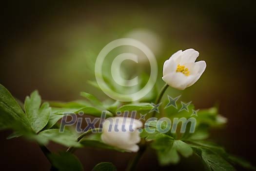 Wood anemone background