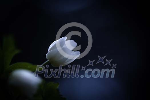 Wood anemone in the darkness