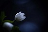 Wood anemone in the darkness