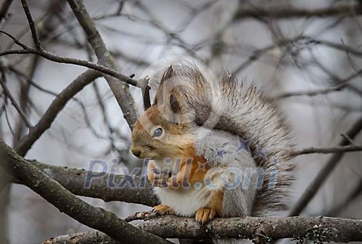 Cute squirrel sitting on the branch