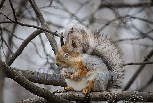 Cute squirrel sitting on the branch Cute squirrel sitting on the branch