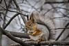 Cute squirrel sitting on the branch