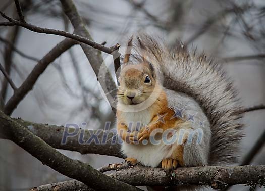 Squirrel sitting on the branch