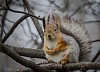 Squirrel sitting on the branch