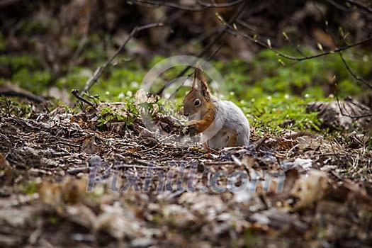 Squirrel eating on the forest ground