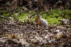Squirrel eating on the forest ground