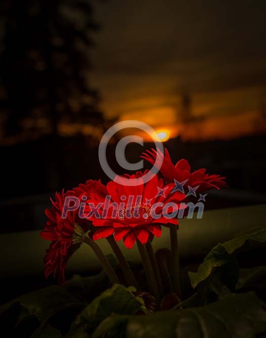 Red gerberas on the sunset