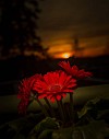 Red gerberas on the sunset