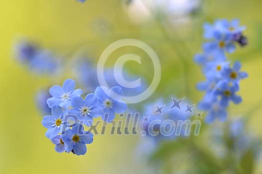 Wood Forget-me-not background